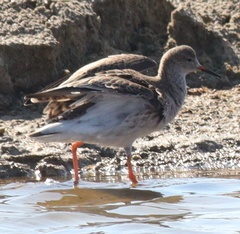 Calidris pugnax