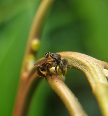Tetragonula geissleri
