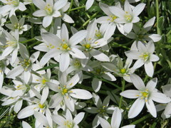 Ornithogalum umbellatum