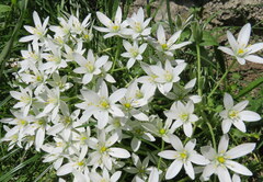 Ornithogalum umbellatum
