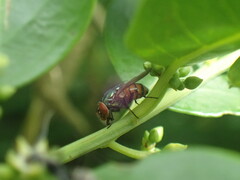 Eurhyncomyia diversicolor
