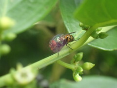 Eurhyncomyia diversicolor
