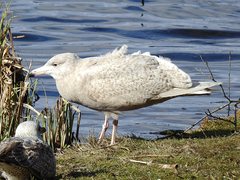 Larus hyperboreus