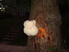 Hericium erinaceus