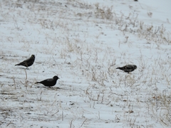 Melanocorypha yeltoniensis