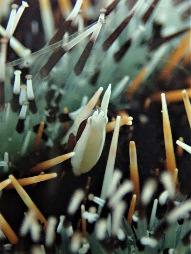 Gnathophylloides