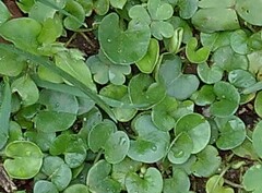 Dichondra micrantha