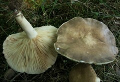 Plinthogalus