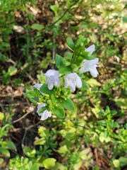 Clinopodium carolinianum