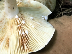Plinthogalus
