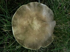 Plinthogalus