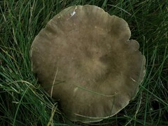 Plinthogalus