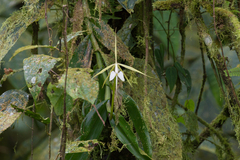 Epidendrum macroophorum