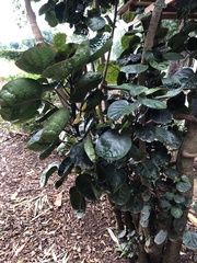 Polyscias scutellaria