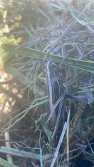 Schistocerca americana