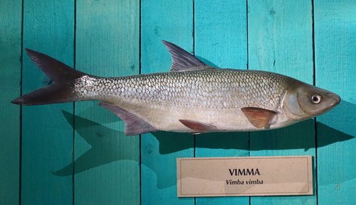 Vimba Bream