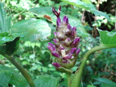 Goeppertia latifolia image