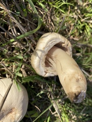 Agaricus