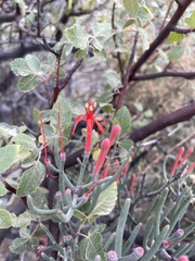 Psittacanthus sonorae