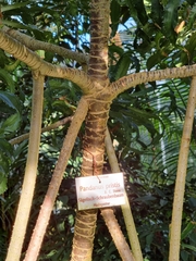 Pandanus pristis