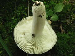 Russula modesta