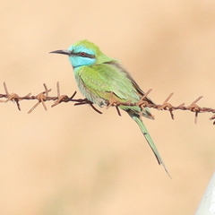 Merops cyanophrys