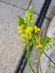 Bulbine asphodeloides