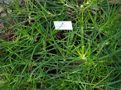 Bulbine asphodeloides