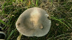 Russula modesta
