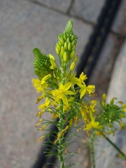 Bulbine asphodeloides