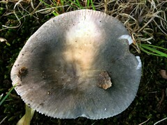 Russula modesta