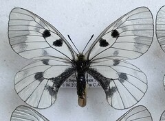 Parnassius mnemosyne