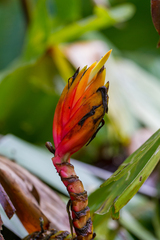 Heliconia episcopalis