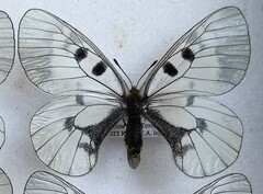 Parnassius mnemosyne