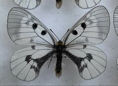 Parnassius mnemosyne