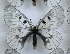 Parnassius mnemosyne