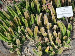 Stapelia grandiflora