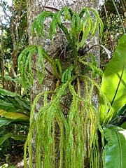 Phlegmariurus phlegmarioides