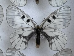 Parnassius mnemosyne