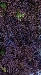 Frullania tamarisci