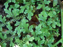 Selaginellaceae