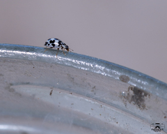 Psyllobora picta
