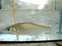 Macedonian Vimba photo 2