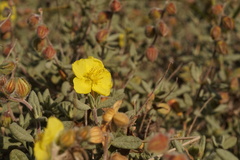 Helianthemum stipulatum
