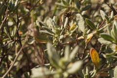 Helianthemum stipulatum