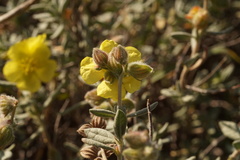 Helianthemum stipulatum