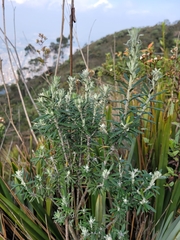 Linochilus rosmarinifolius