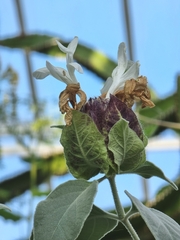 Barleria albostellata