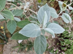 Barleria albostellata