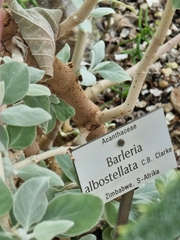 Barleria albostellata